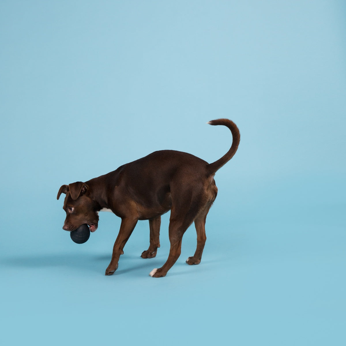 Origin Super Chewer Durable Fetch Dog Toy