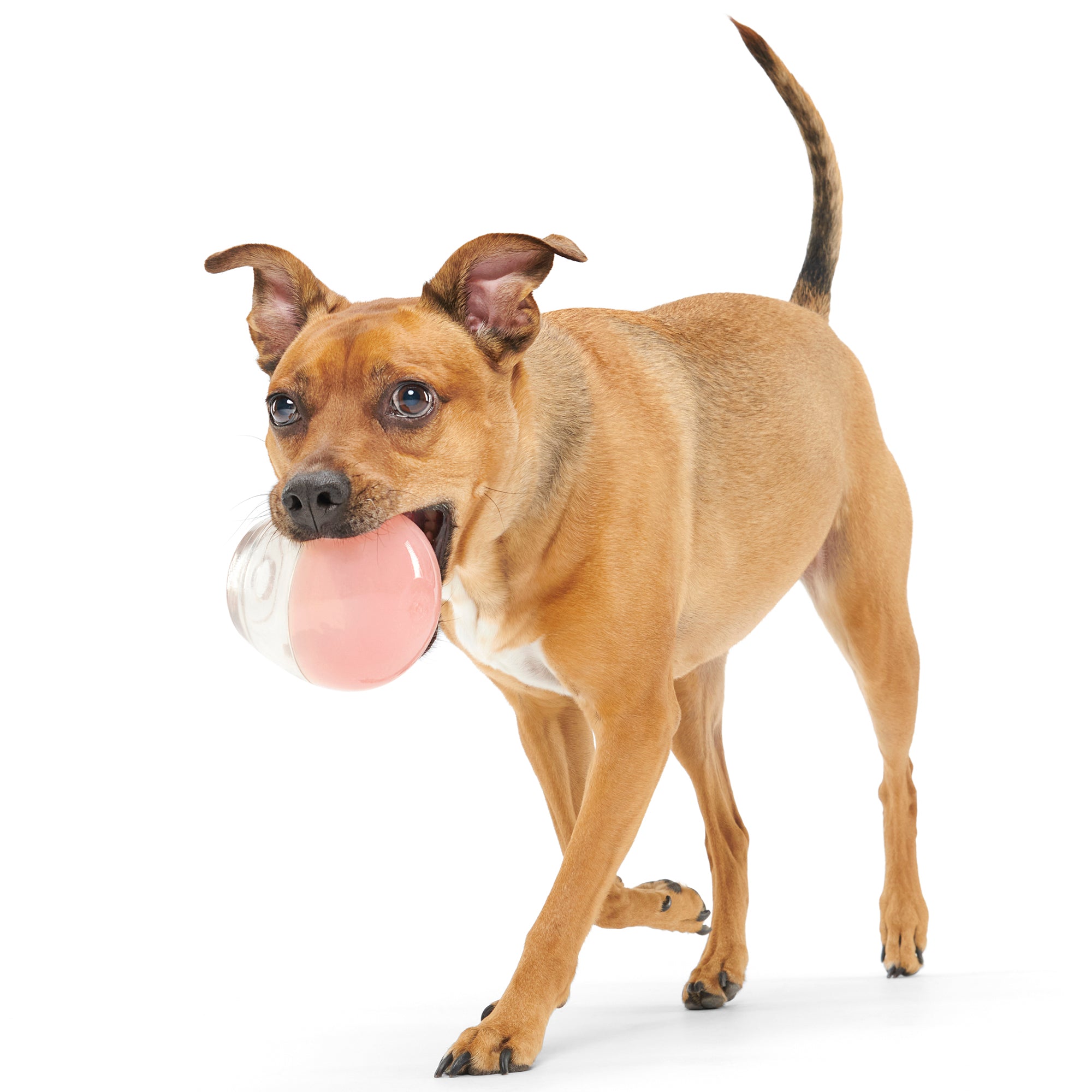 Tipsy Rose Super Chewer Durable Enrichment Dog Toy