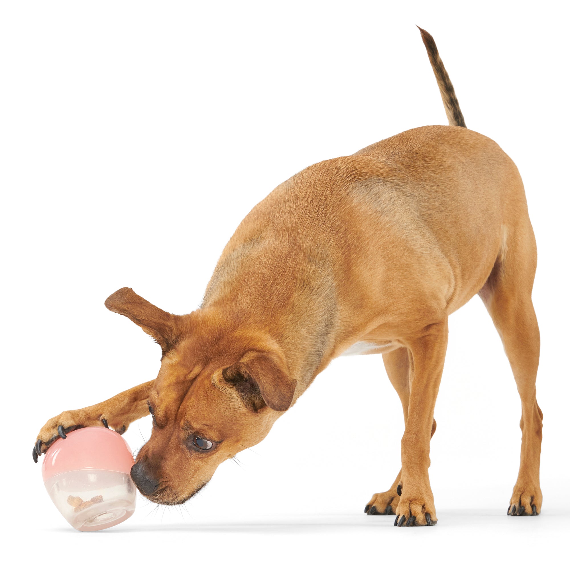 Tipsy Rose Super Chewer Durable Enrichment Dog Toy