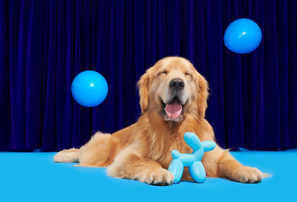 Bob the Balloon Durable Super Chewer Dog Toy